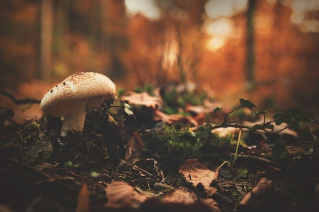 Einzelner heller Pilz auf dem Waldboden zwischen Laub und Moos im Gegenlicht der Abendsonne