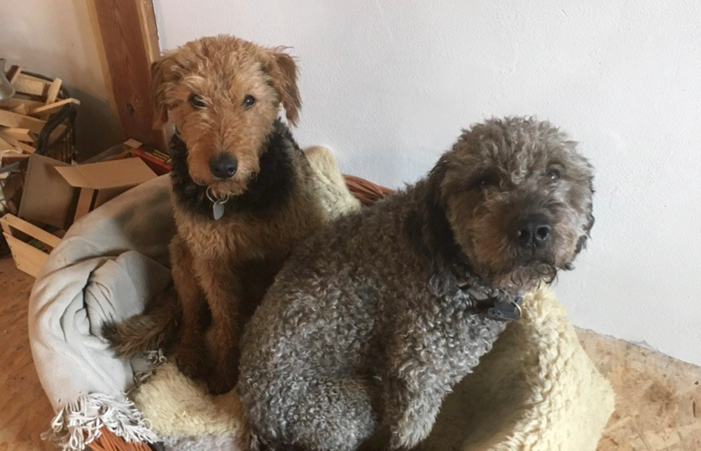 Chief Happiness Officers<br />
Hunde